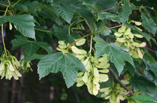 Sycamore